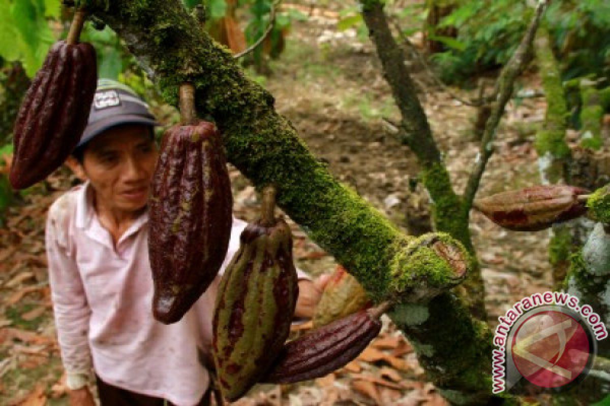 sandiaga ingin komoditas kopi-kakao sulbar bermerek