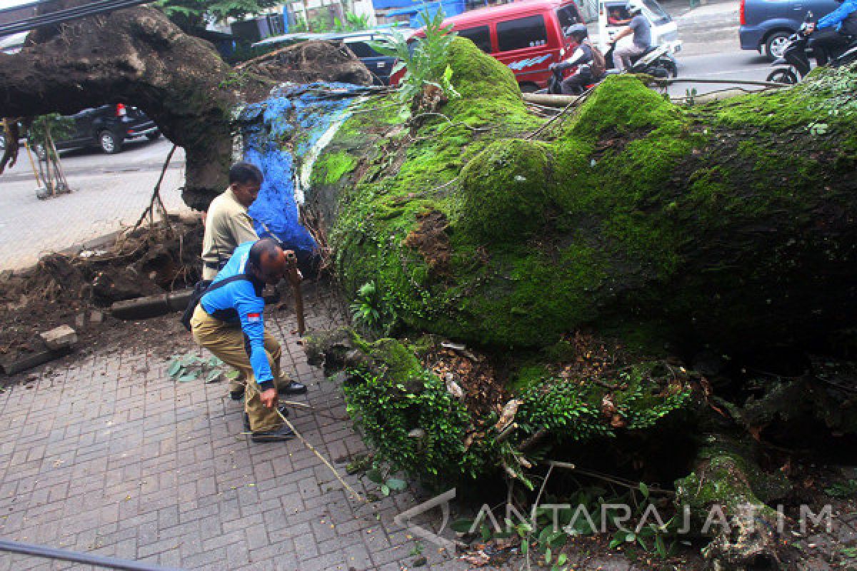 BPBD Lebak keluarkan peringatan dini angin kencang