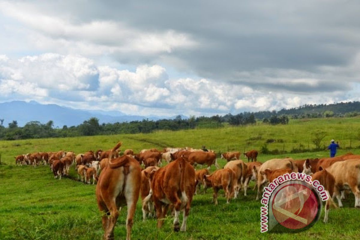 NTT Kembangkan Wisata Ternak 