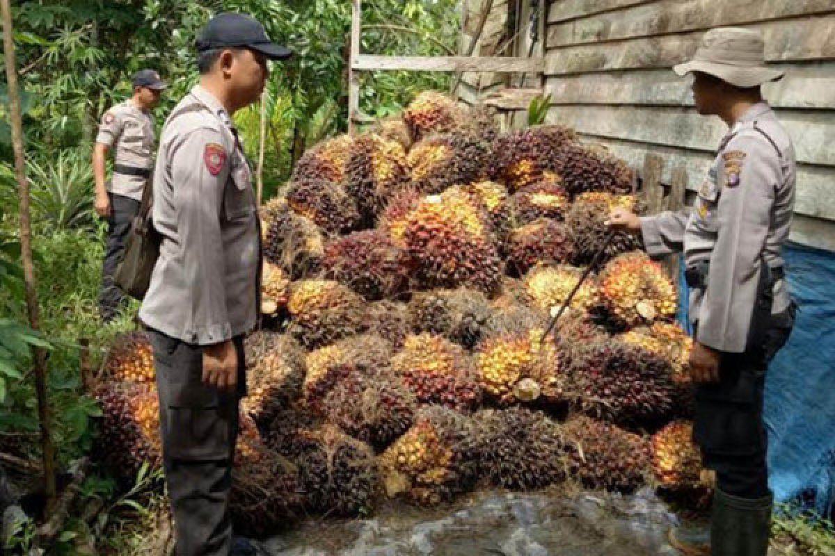 Polisi Tangkap 4 Tersangka Pencuri Kelapa Sawit 