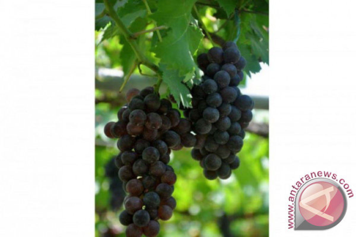 Jestro Ag60: Anggur Tanpa Biji dari Balitbang Pertanian