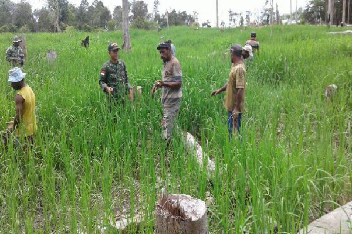 Babinsa Koramil Camp Tunas bantu petani merawat tanaman padi 