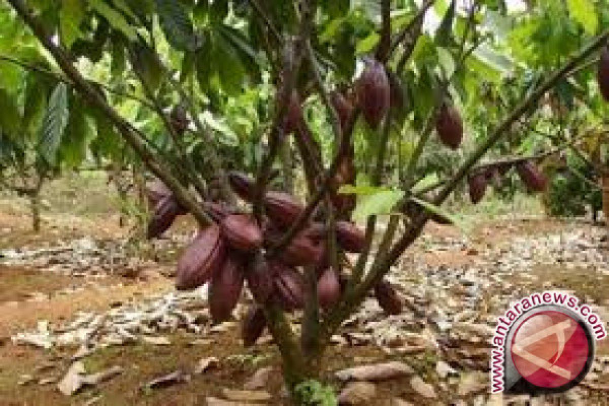Di Kendari, harga biji kakao naik