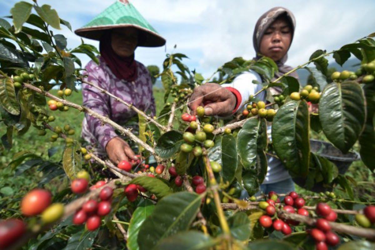 41,8 Hektare Lahan Kopi Arabika di Situbondo Bersertifikat Organik