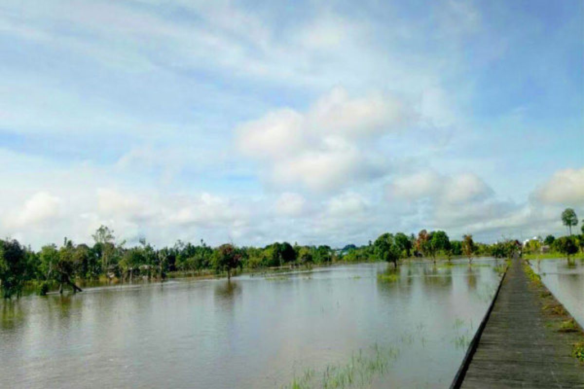 Waduh! 675 Haktarae Padi Hazton di Barito Utara Terendam Banjir