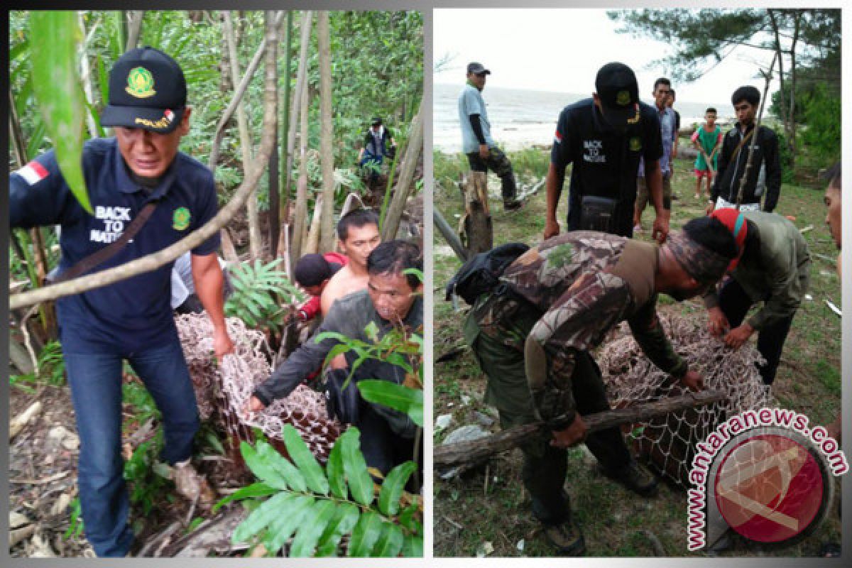 BKSDA Mengevakuasi Orangutan di Desa Sungai Bakau 