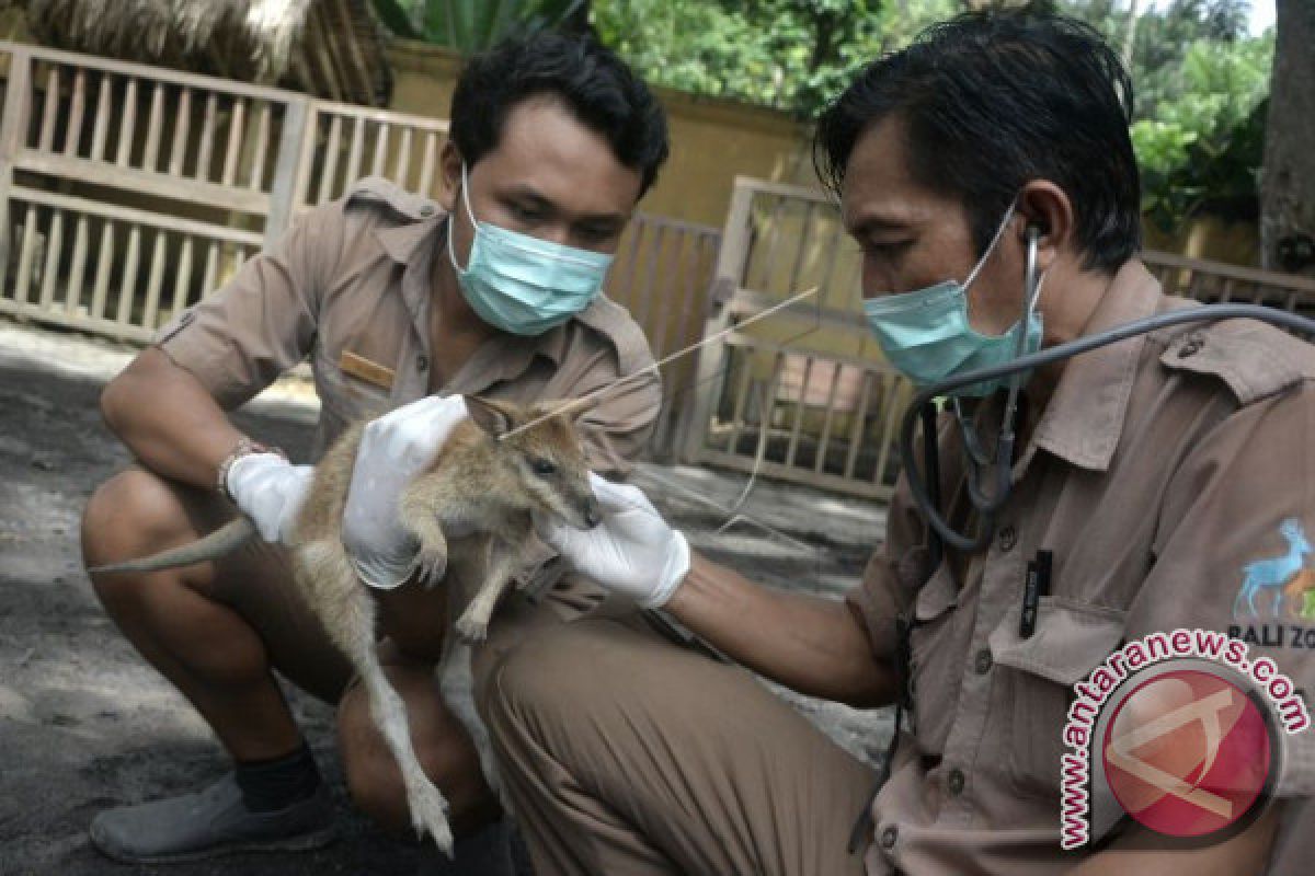 Pengelola Bali Zoo Antisipasi Abu Vulkanis Gunung Agung