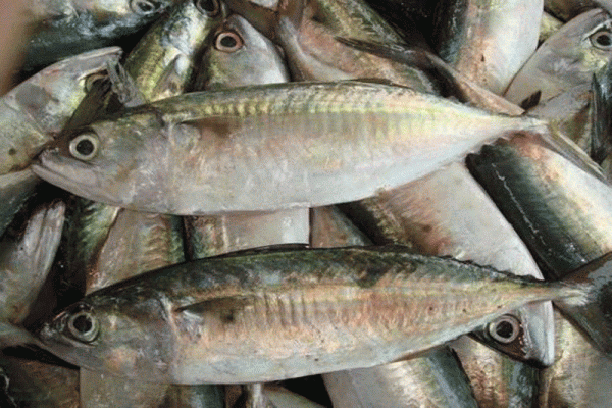 Ikan salmon dan ikan kembung ternyata  sama-sama beromega 3, tinggal pilih saja