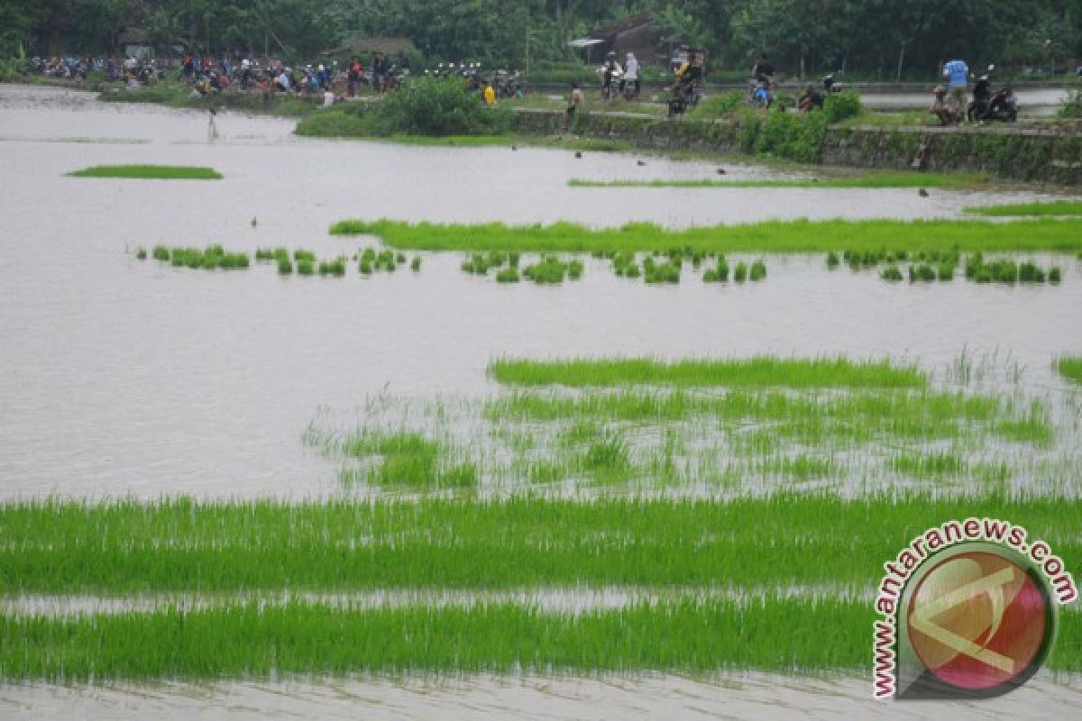 Floods submerge 1,000 ha of rice fields in Kulon Progo