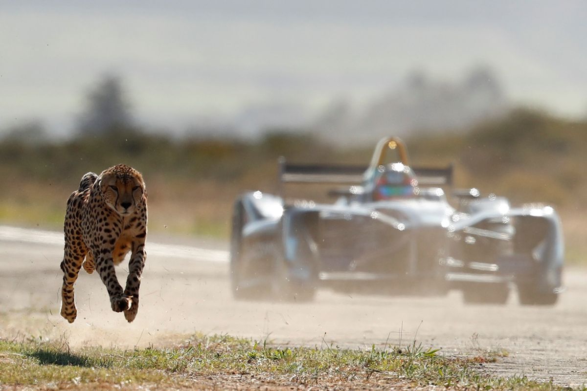 Adu cepat mobil listrik Formula E dengan Cheetah, siapa menang?
