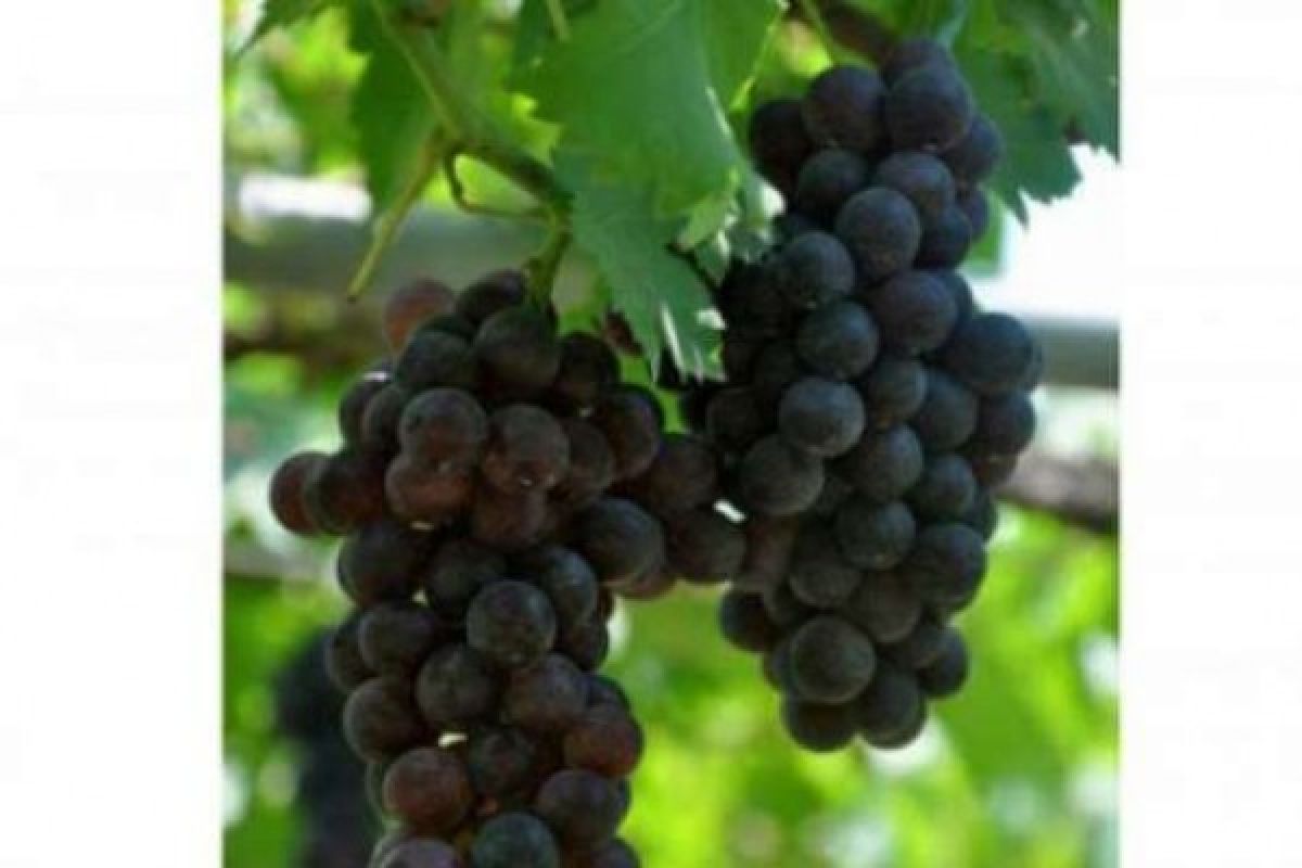 Balitbang Pertanian Kembangkan Varietas Anggur Tanpa Biji