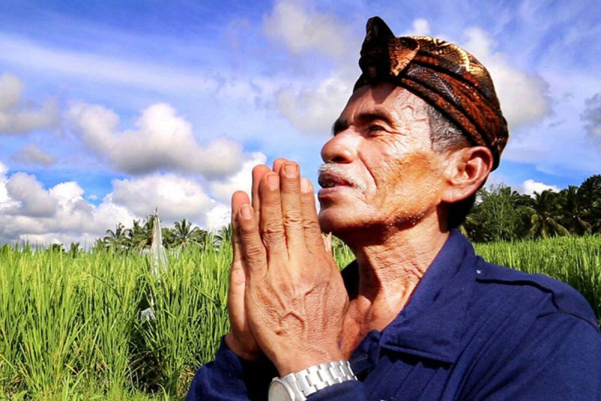 Padi hibrida lebih menggiurkan bagi petani Tabanan