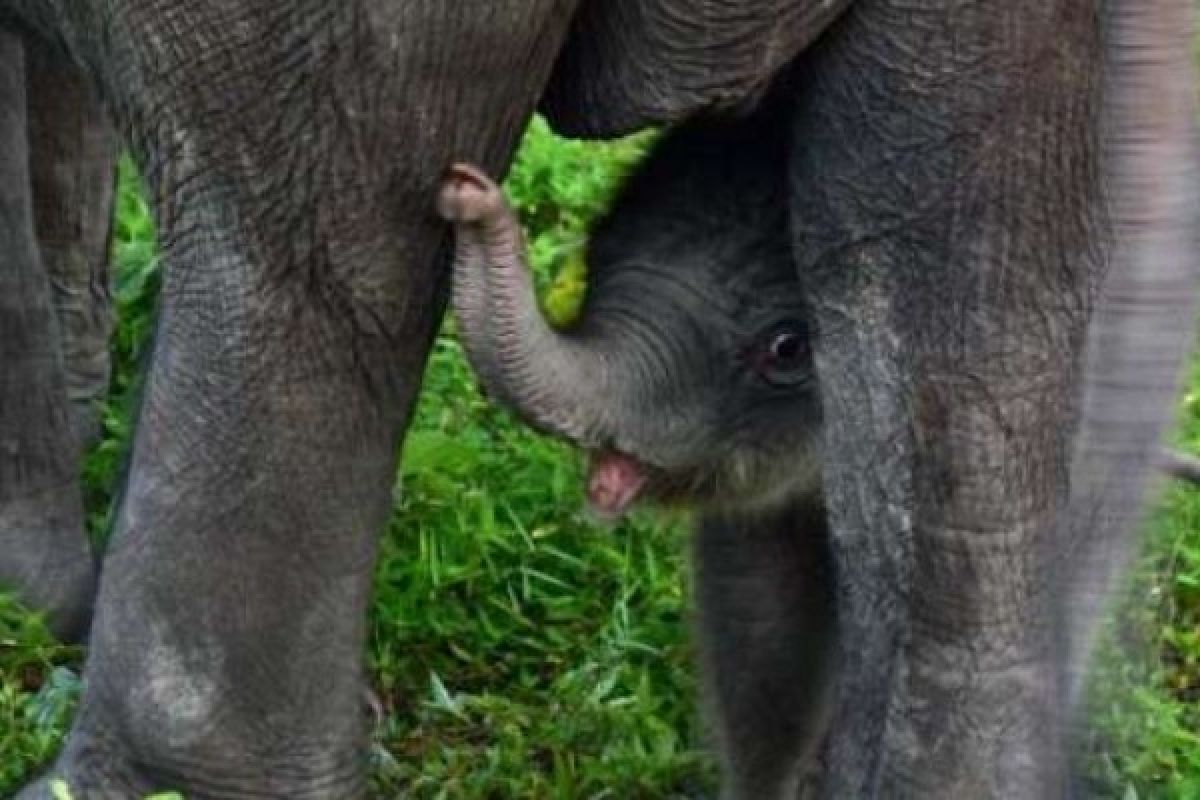 Festival Tesso Nilo Semakin Meriah Dengan kelahiran Bayi Gajah Jantan 
