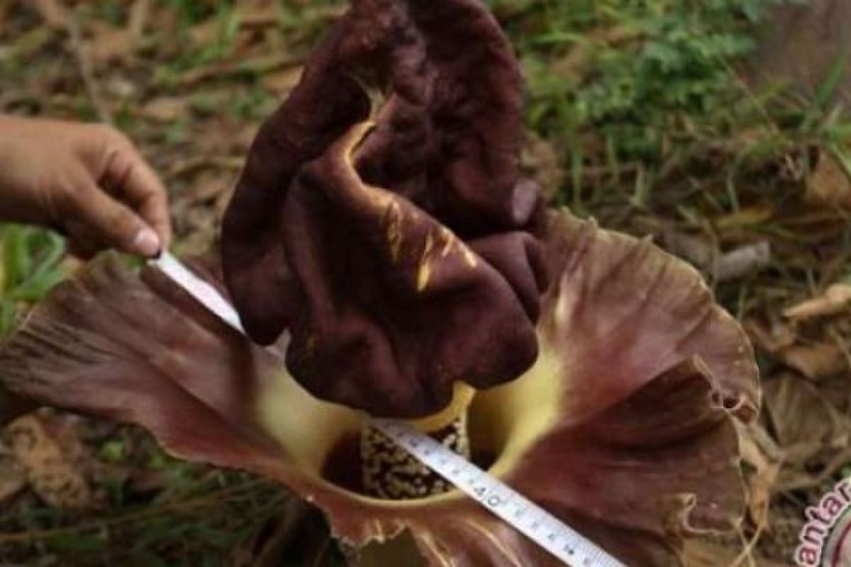 Penemuan Bunga Bangkai Hebohkan Warga Kecamatan Payung Sekaki