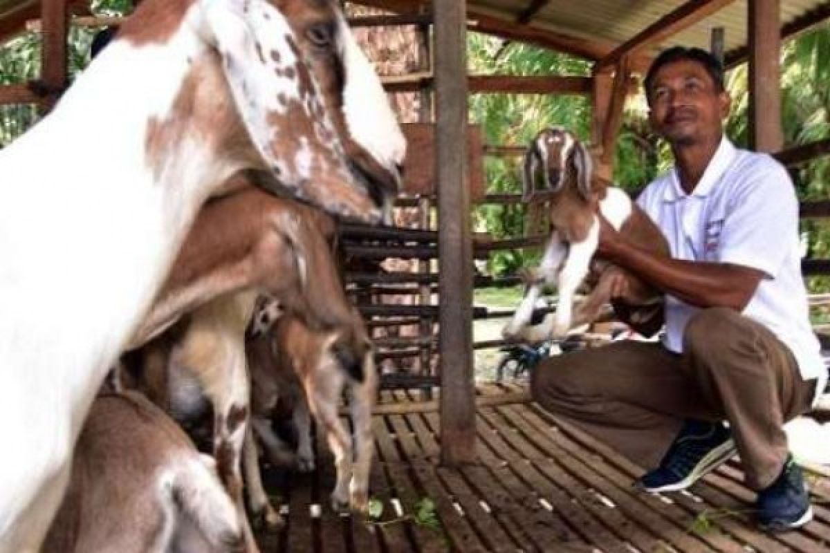 Poktan Desa Riau Sukses Kembangbiakan Kambing 195 Persen, Ini Rahasianya