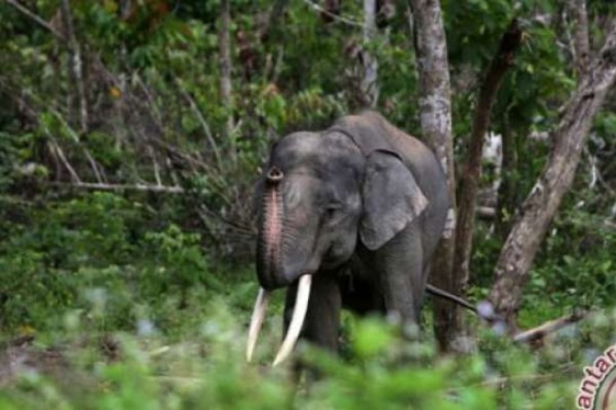 Seorang Petani Karet Di Bengkalis Tewas Diamuk Gajah