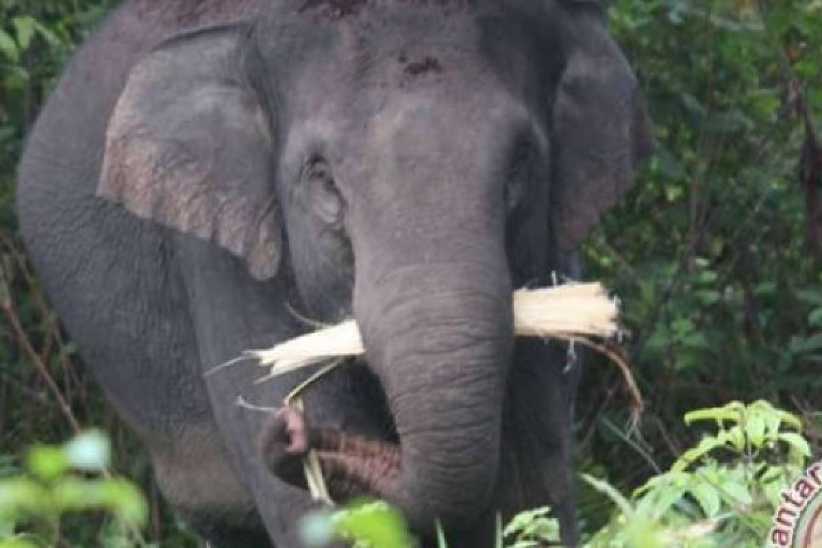 Terpisah Dari kelompok, Seekor Gajah Jantan Dewasa Masuki Kebun Warga