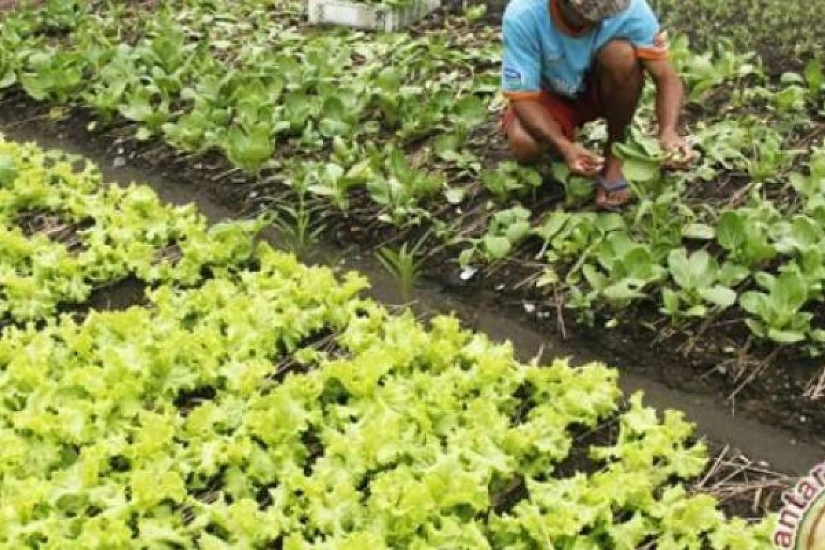 Wako Pekanbaru: 85 Persen Kebutuhan Sayur Sudah Dipasok Petani Lokal