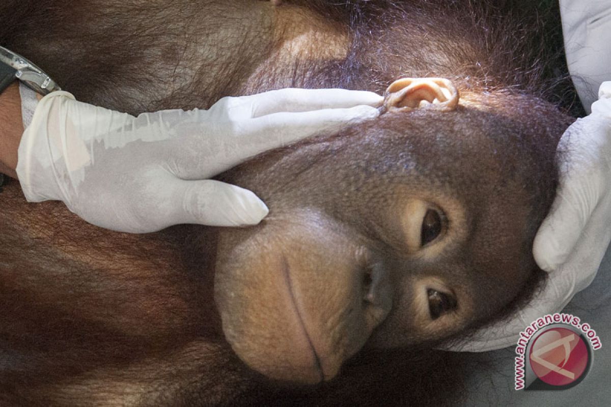 Polres Barsel gelar seminar perlindungan orangutan