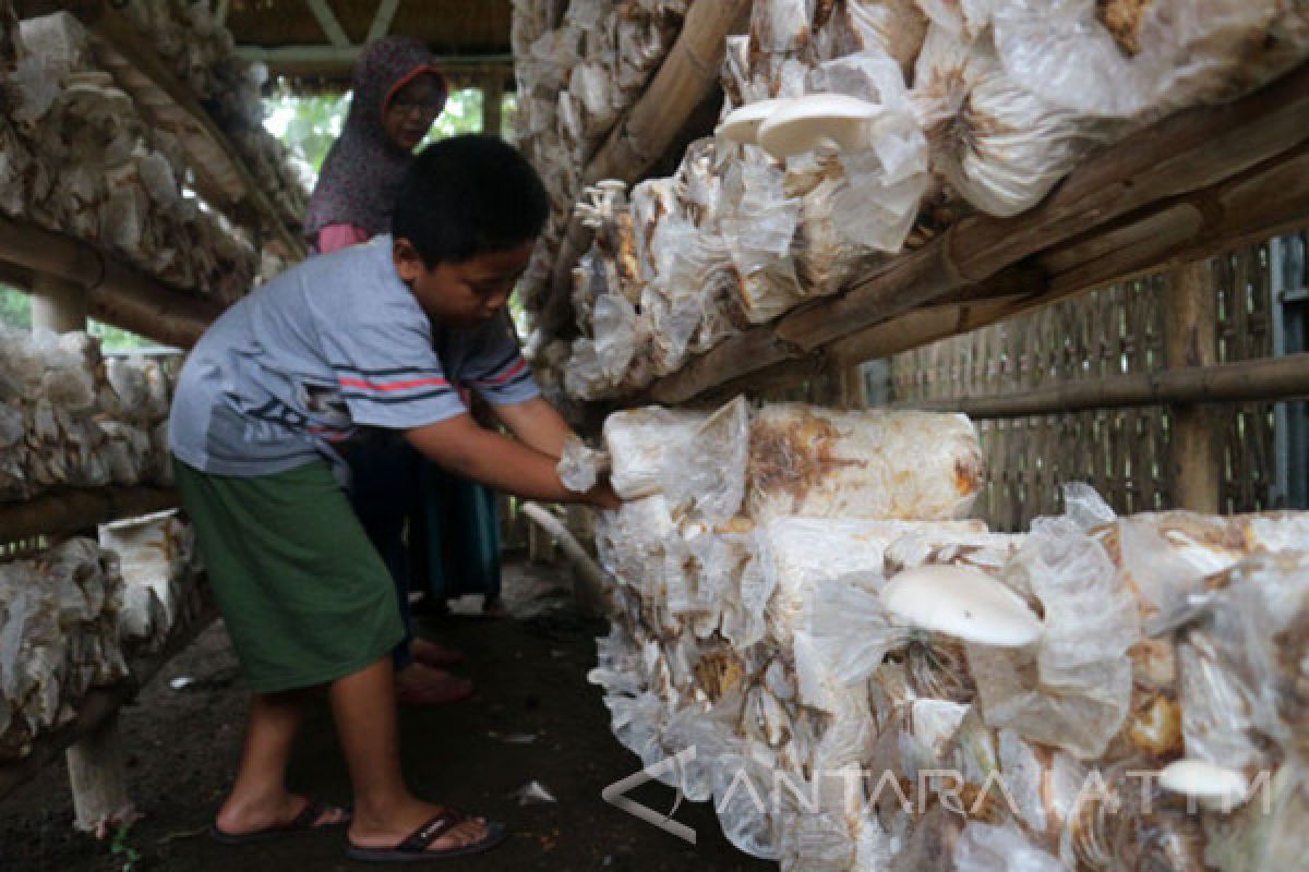 Jamur Tiram Putih Potensial Pendamping ASI