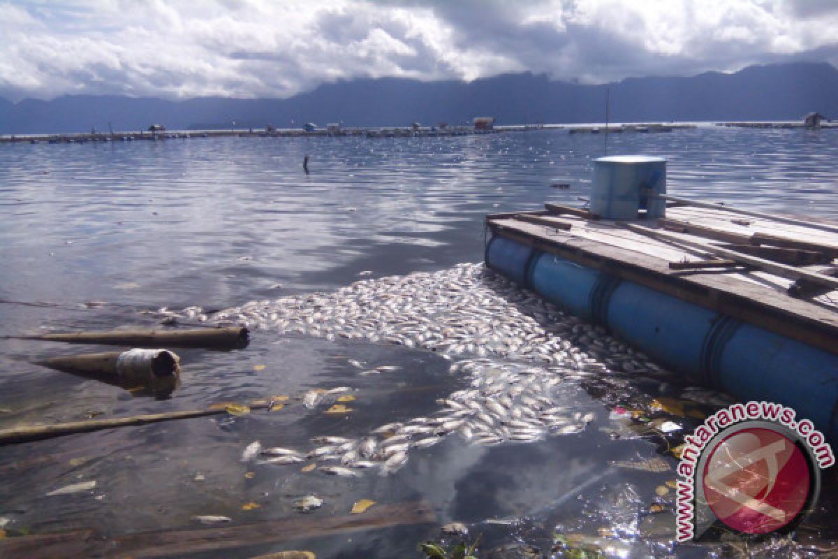 50 Ton Ikan Danau Maninjau Mati Mendadak