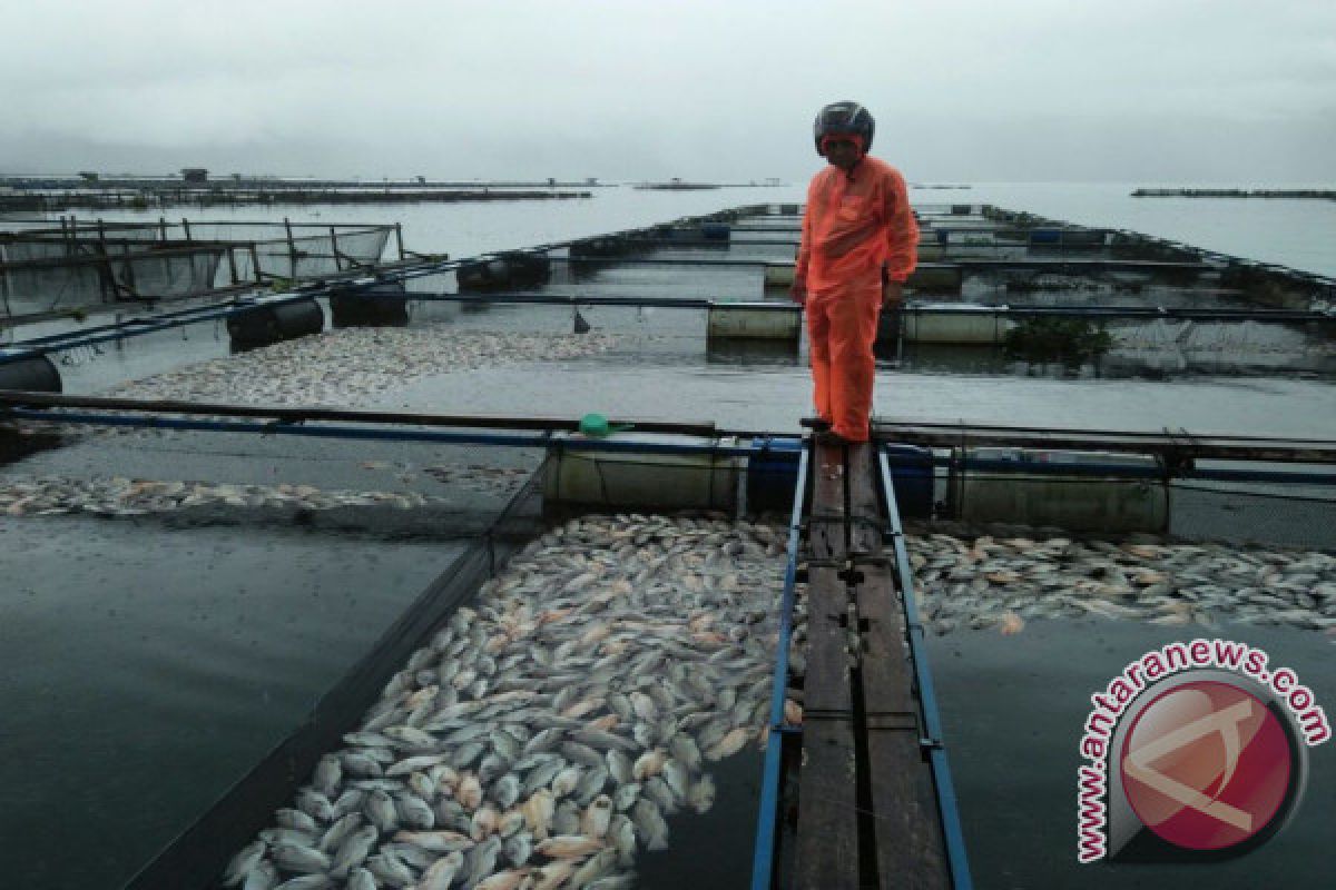 Curah hujan tinggi, petani keramba jaring apung diingatkan tak beri ikan pakan