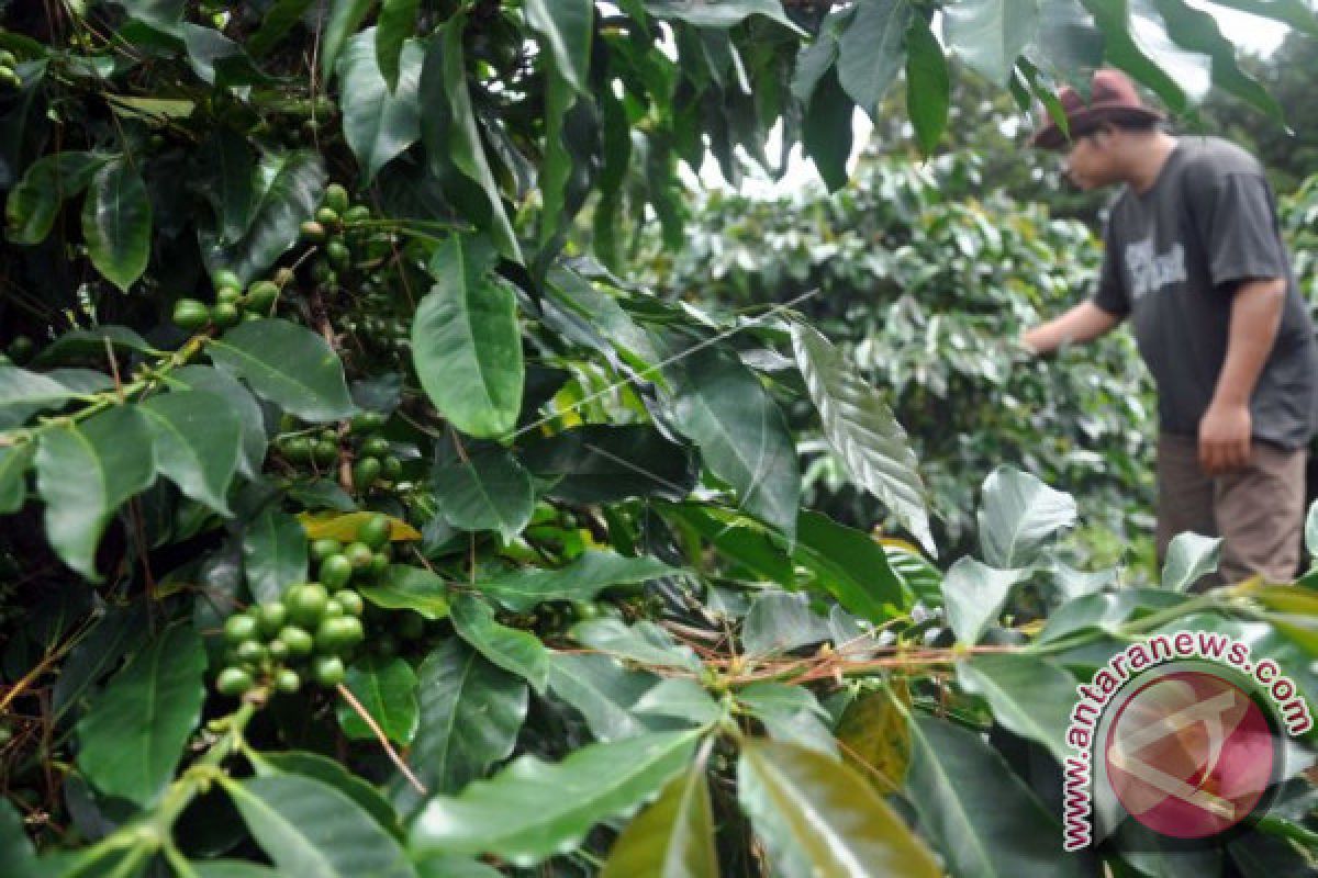 Kopi Humbang Hasundutan Kian Mendunia