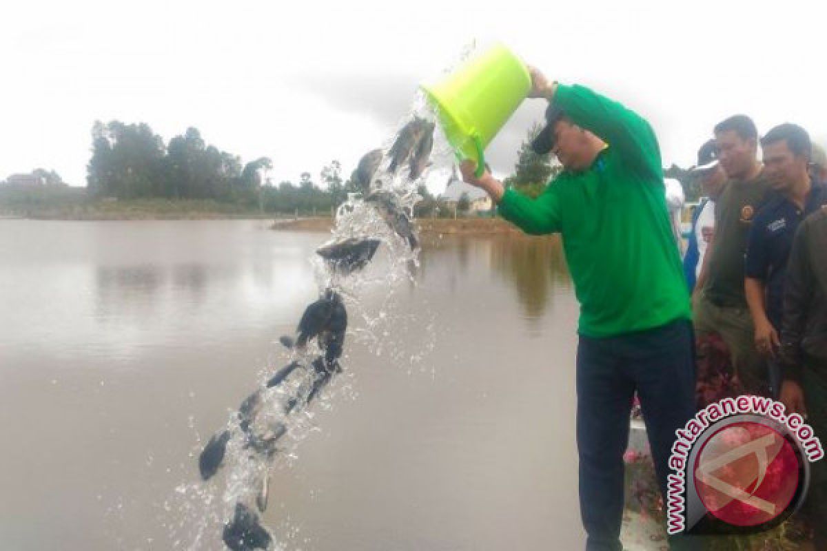 Pemkab Samosir Tabur Benih Ikan di Danau Toba