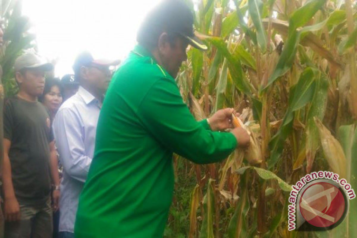 Panen Jagung Bersama di Simanindo Samosir