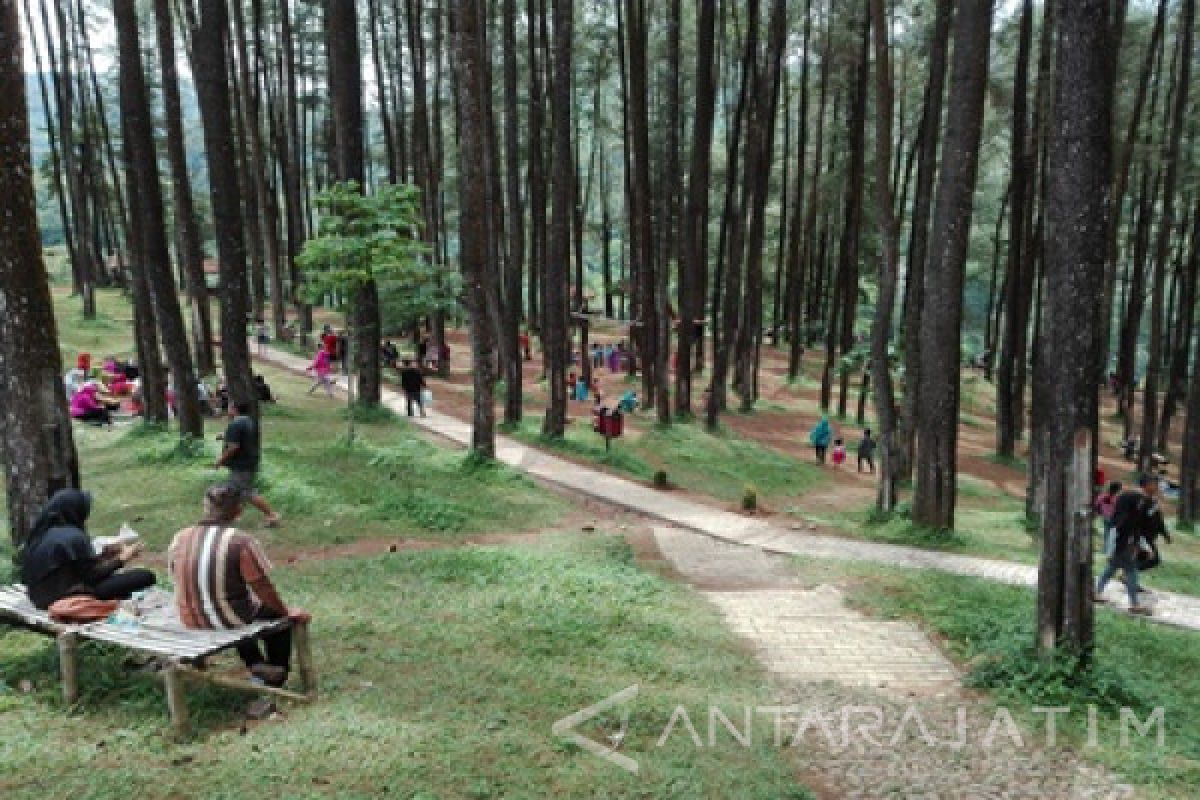 Tingkatkan Pengunjung, Pengelola Hutan Wisata Nongko Ijo Madiun Berbenah