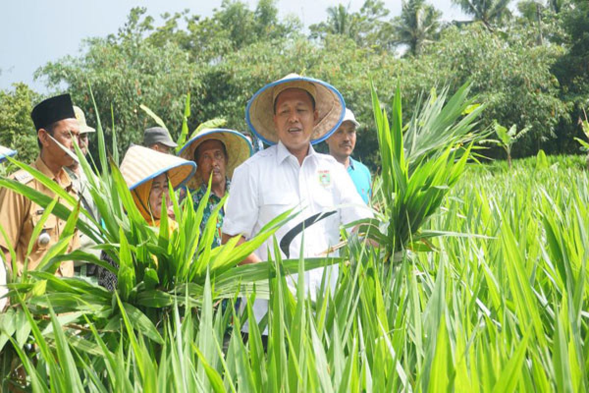 Lampung Tengah Ditargetkan Jadi Lumbung Ternak Sumatera 