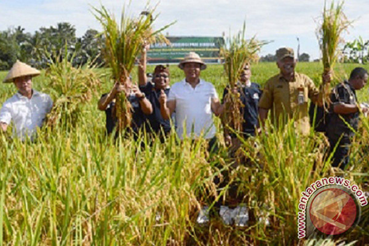 Uji coba padi M400 di Gianyar hasilkan 9 ton/ha