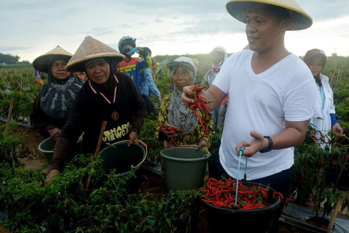 Bandar Agung Jadi Sentra Cabai Lado di Lampung Tengah