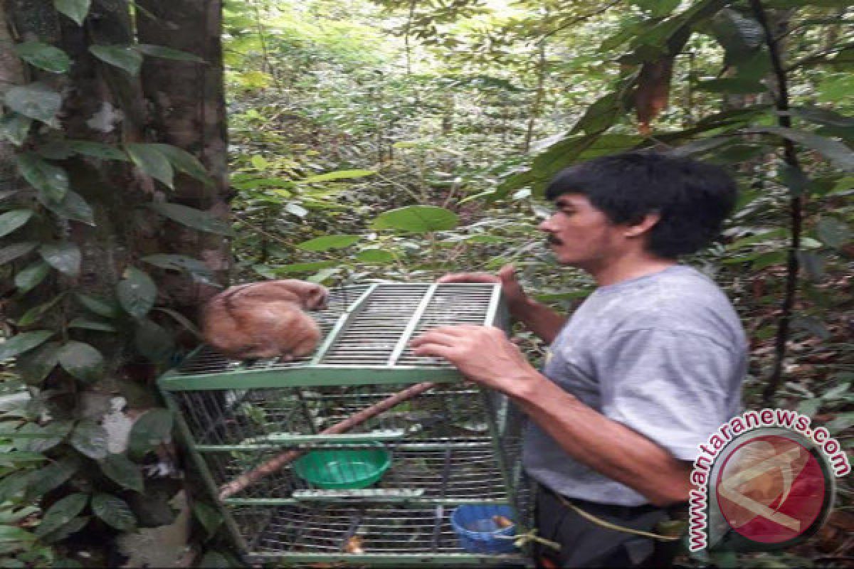 BKSDA Muara Teweh Lepasliarkan Kukang di Pararawen