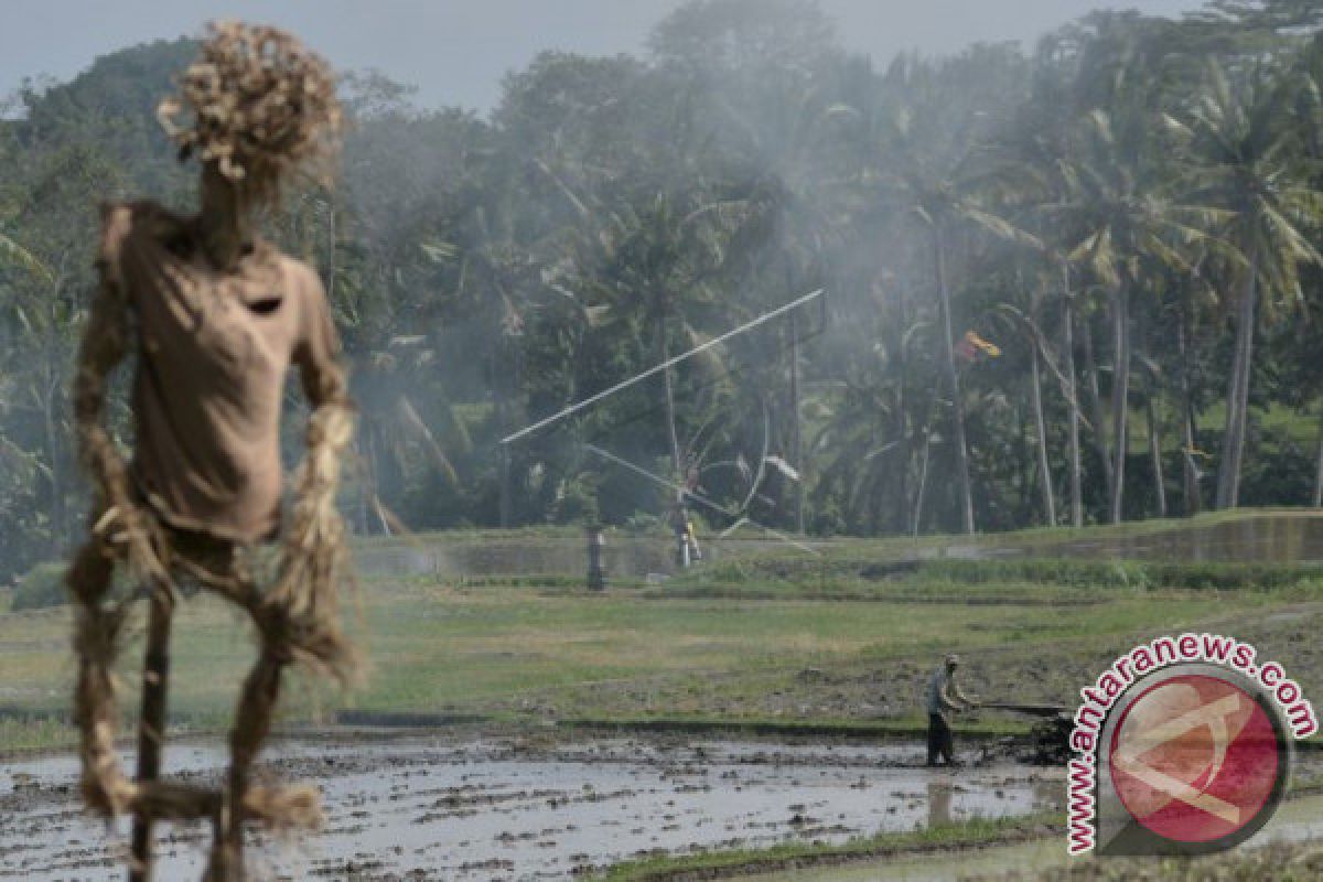 BPS: Nilai tukar petani Bali turun 0,56 persen