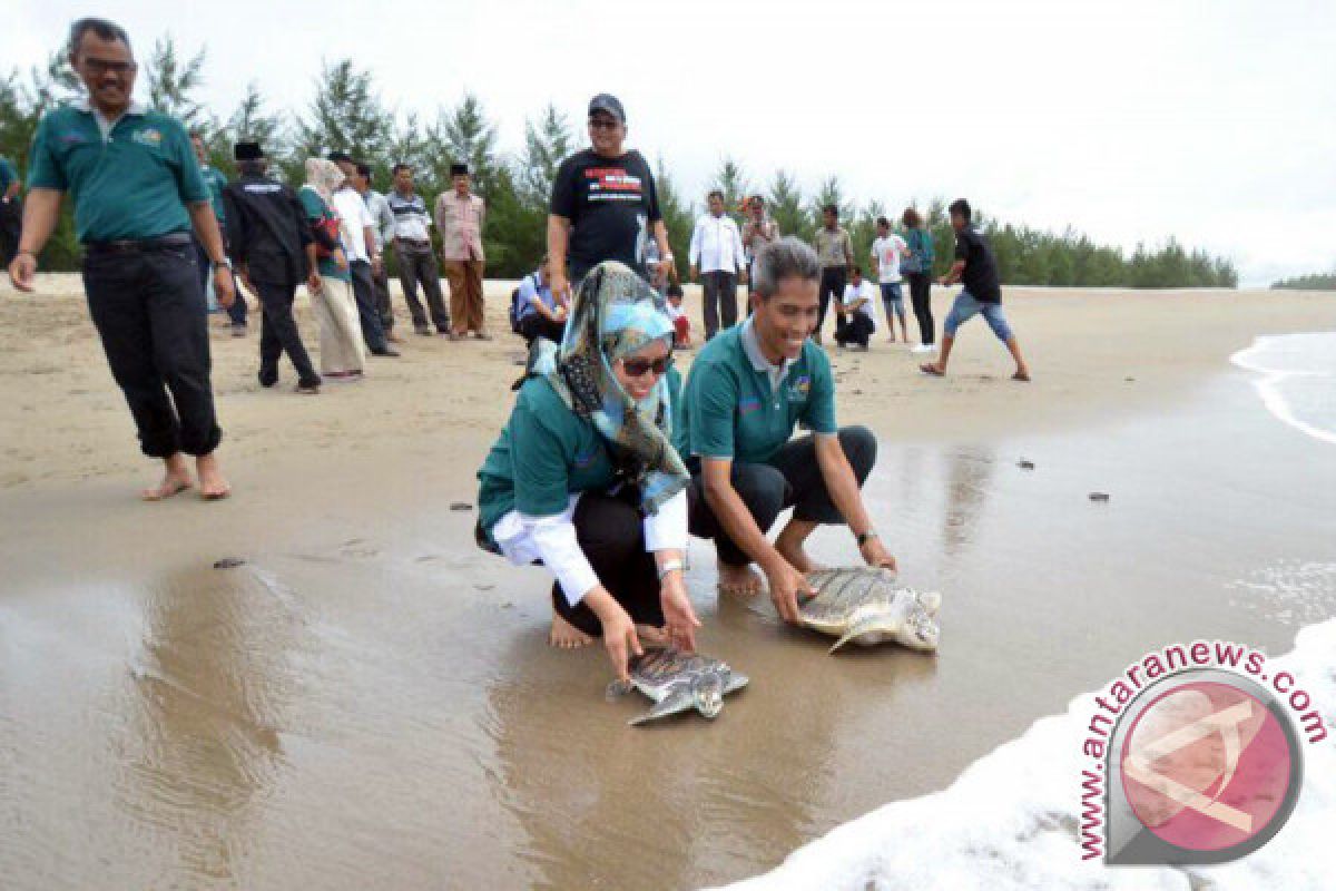 W Sumatra PLN Allocates Rp236 Million to Preserve Turtle 