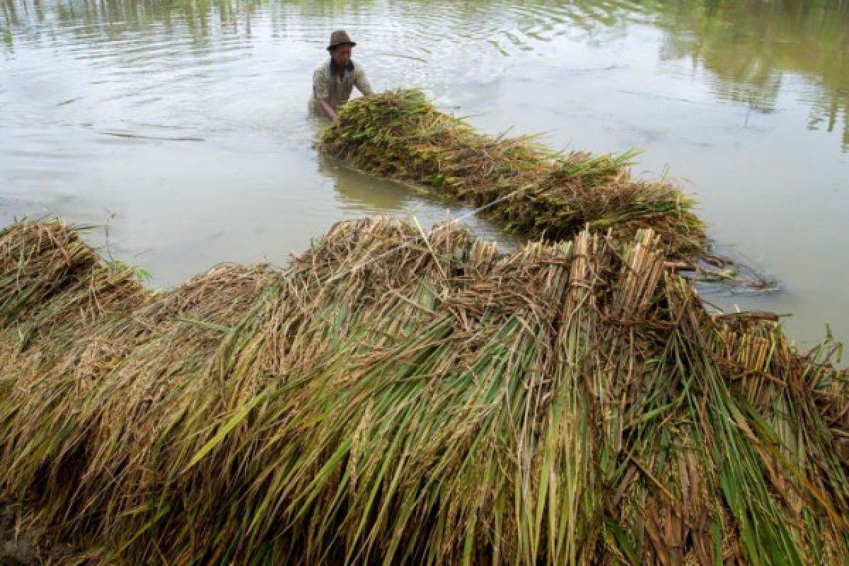 Bantul programkan kegiatan pertanian terdampak banjir 2018