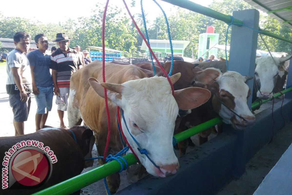 Harga sapi di Gunung Kidul melonjak