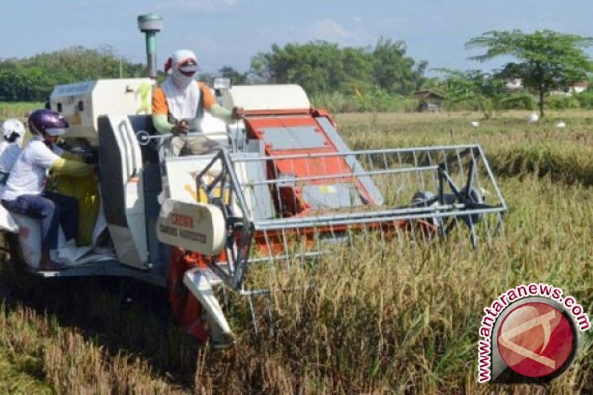 Petani Parimo panen padi