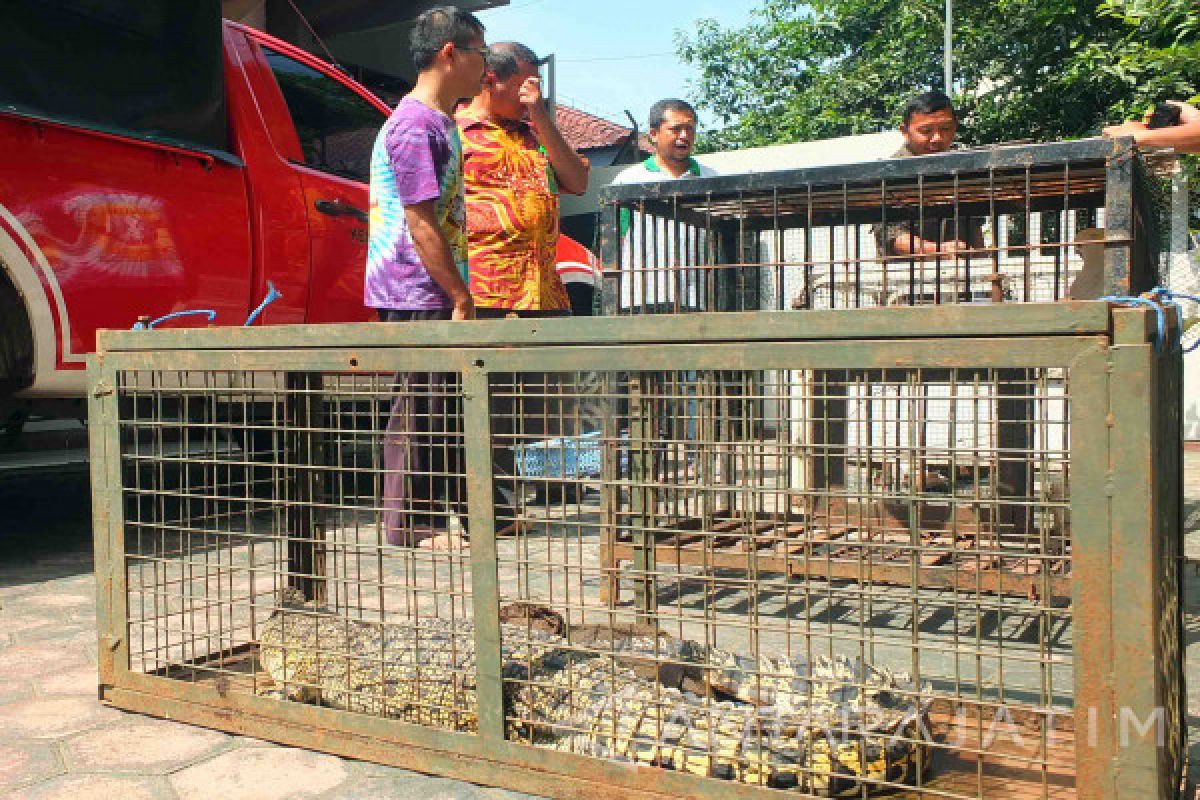 Tiga Satwa Langka Diamankan Polisi-BKSDA di Jember (Video)