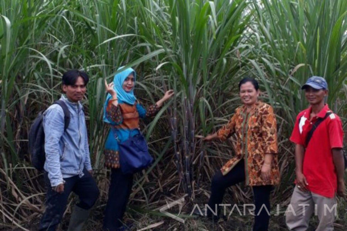 9.802 Ha Potensi Lahan Tebu di Kabupaten Probolinggo