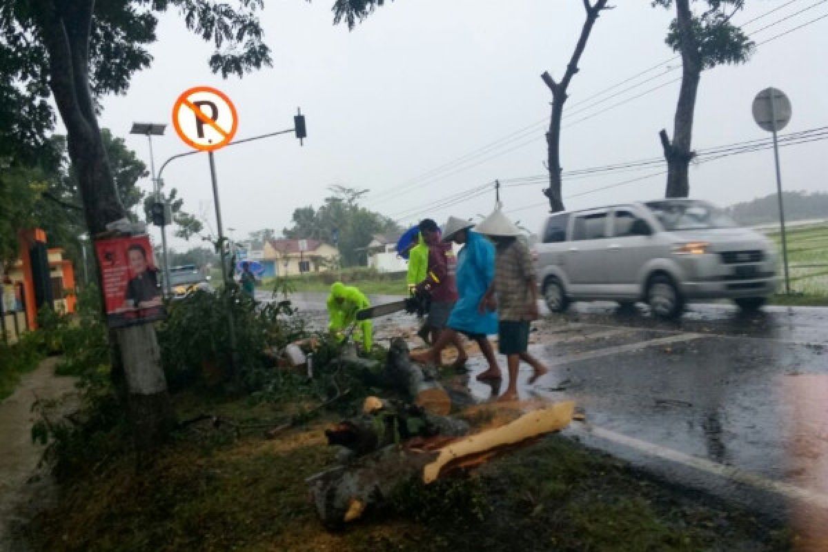 Arus Jalur Selatan Jateng Terganggu Pohon Tumbang