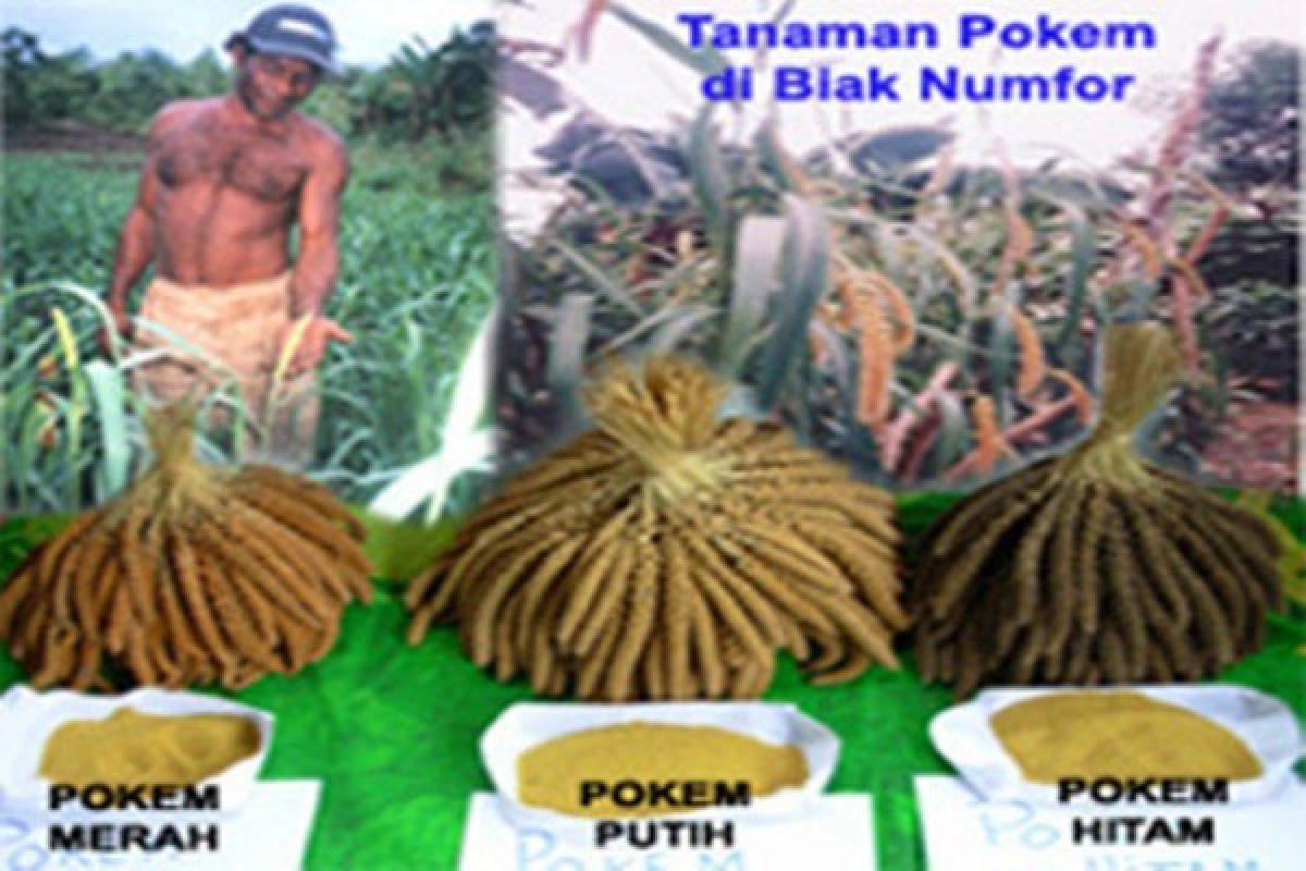 Pokem Papua makanan pendamping bergizi tinggi  