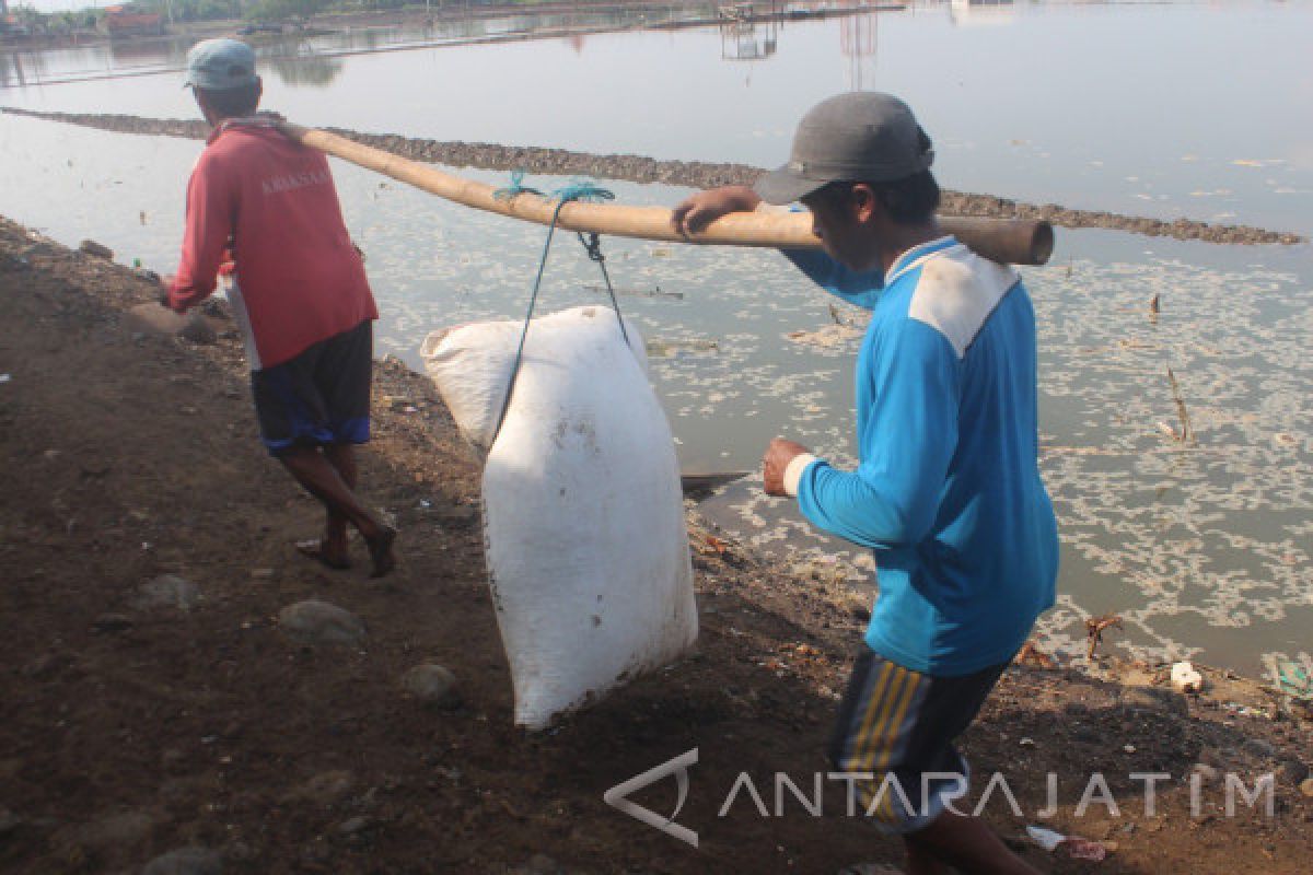 Banjir Rob Sebabkan Penyusutan Garam di Probolinggo