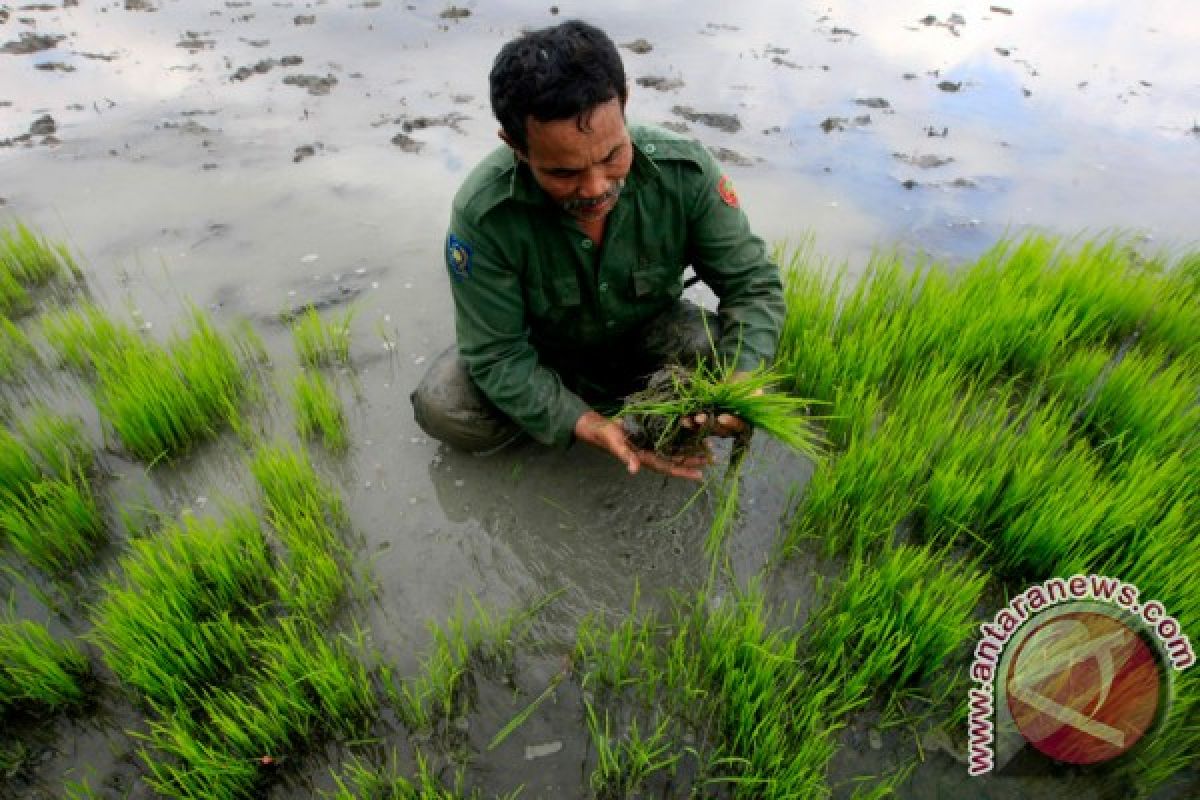 Association calls on govt to restore seeds subsidy