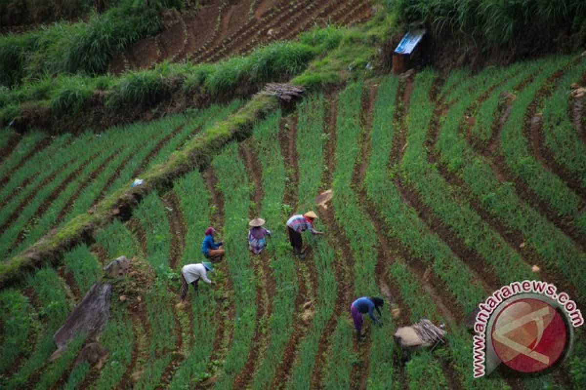 PTPN XI rilis aplikasi Go Tani dukung produktivitas petani