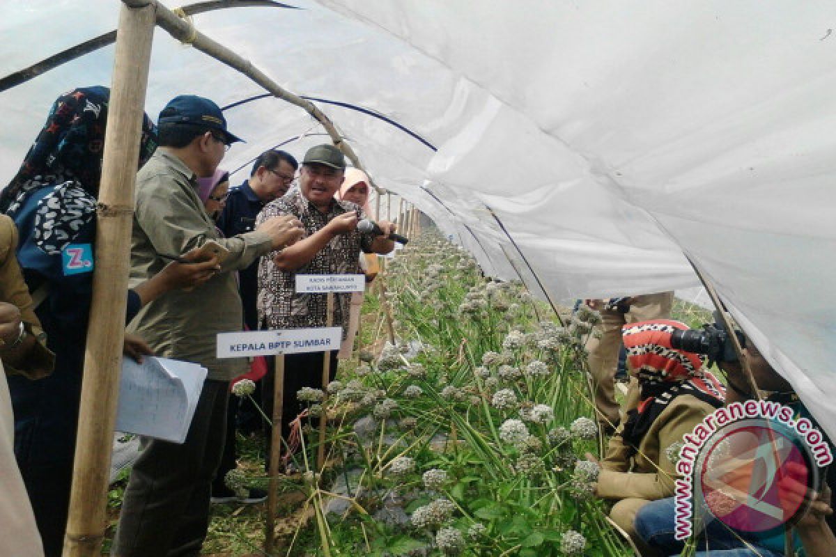 BPTP Sumbar Ajari Petani Bibitkan Biji Bawang Merah 