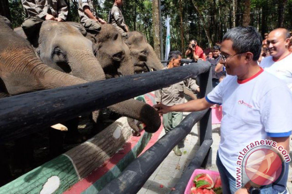 Pertamina Bantu Konservasi Gajah Di Simalungun