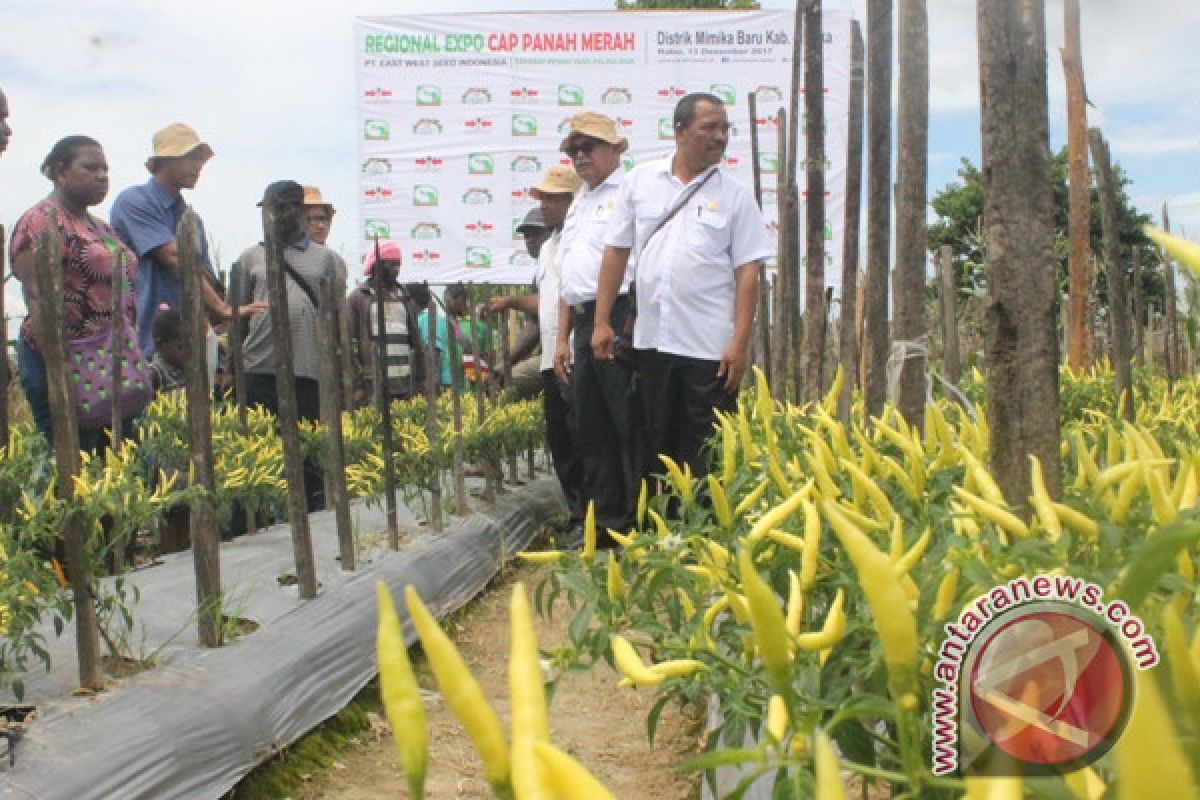 Petani Timika gelar regional expo sayuran