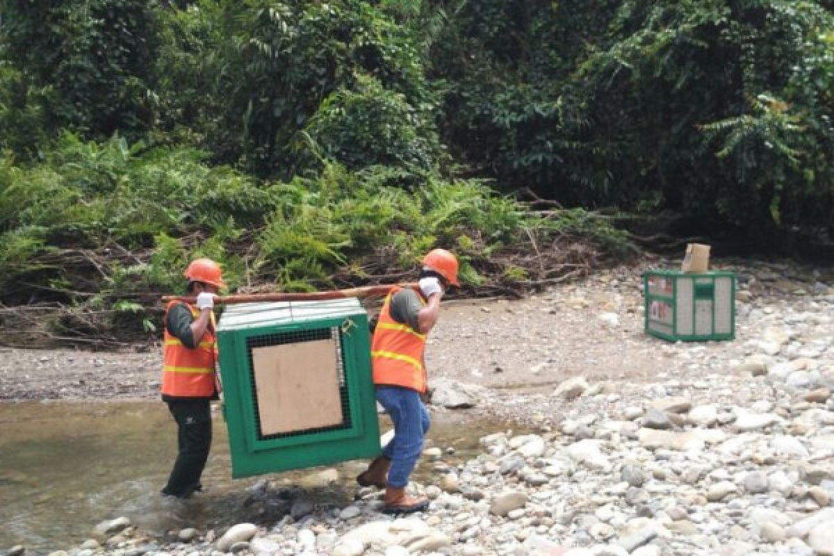 8 Orangutan Dilepasliarkan ke Hutan Lindung Bukit Batikap